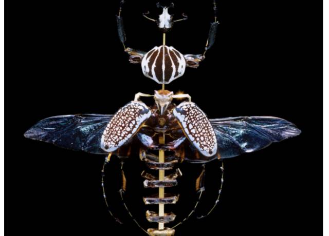 Objectif-Insectes par Christine Arzel K